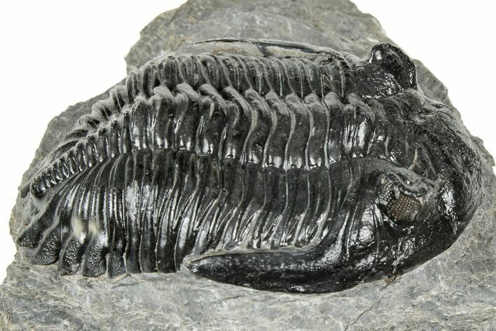 Detailed Hollardops Trilobite Fossil - Ofaten, Morocco #327541